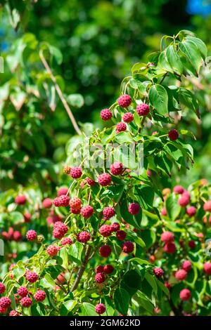 Kleine rote Stachelbeeren, die an einem leuchtend grünen koreanischen Dogwood-Baum hängen Stockfoto