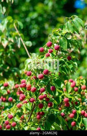 Kleine rote Stachelbeeren, die an einem leuchtend grünen koreanischen Dogwood-Baum hängen Stockfoto