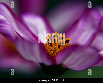 Nahaufnahme der rosa-weißen Blume auf einer im Garten wachsenden Kosmospflanze. Stockfoto