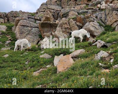 Bergziegen - Oreamnos americanus - Beweidung auf felsigen Hang im Summit Lake Park auf Mount Evans, Colorado im Sommer. Stockfoto