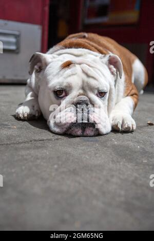 Eine englische Bulldogge liegt in der Sonne und schaut in die Kamera. Stockfoto