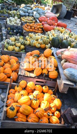 08. September 2021, Sachsen, Zwethau: Viele verschiedene Kürbisse befinden sich im Garten des Kürbisdomizils von Andrea und Jörg Schmidt. Tausende essbarer und ornamentaler Kürbisse von rund 100 Sorten werden derzeit aus ihrem Anbaugebiet geerntet und in ihrem Gartenmuseum zum Verkauf angeboten. Zu den drei bis 80 Zentimeter hohen oder breiten bunten oder grauen, grünen und weißen Früchten gehören die Kürbisse Muscat, Spaghetti oder Casperita und Acorn, aber auch der kleinste drei bis fünf Zentimeter groß grün-weiß gestreifte Zierkürbis mit dem längsten Namen „Dancing or Spinning Gourd“. Neben dem eigenen Wachstum Stockfoto