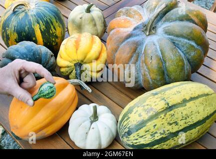 08. September 2021, Sachsen, Zweithau: Andrea Schmidt hält den vier Zentimeter kleinsten Kürbis mit dem längsten Namen 'Dancing or Spinning Gourd' über verschiedenen anderen Kürbissen in ihrem 'Kürbisdomizil'-Garten. Tausende essbarer und ornamentaler Kürbisse von etwa 100 Sorten werden derzeit von ihrer Anbauflache geerntet und können in ihrem Gartenmuseum erworben werden. Zu den drei bis 80 Zentimeter hohen oder breiten bunten oder grauen, grünen und weißen Früchten gehören die Muskatnuss, Spaghetti oder Casperita- und Eichelwürger sowie die kleinsten drei bis fünf Zentimeter grün-weiß gestreiften Zierquadratzen Stockfoto