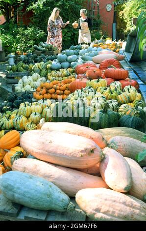 08. September 2021, Sachsen, Zwethau: Viele verschiedene Kürbisse befinden sich im Garten des Kürbisdomizils von Andrea und Jörg Schmidt. Tausende essbarer und ornamentaler Kürbisse von rund 100 Sorten werden derzeit aus ihrem Anbaugebiet geerntet und in ihrem Gartenmuseum zum Verkauf angeboten. Zu den drei bis 80 Zentimeter hohen oder breiten bunten oder grauen, grünen und weißen Früchten gehören die Kürbisse Muscat, Spaghetti oder Casperita und Acorn, aber auch der kleinste drei bis fünf Zentimeter groß grün-weiß gestreifte Zierkürbis mit dem längsten Namen „Dancing or Spinning Gourd“. Neben dem eigenen Wachstum Stockfoto