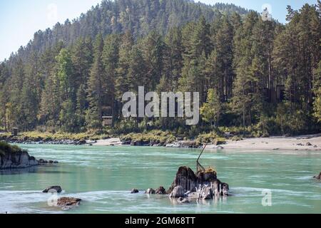 Ein schnell fließender breiter und voll fließender Gebirgsfluss. Große Felsen ragen aus dem Wasser. Großer Gebirgsfluss Katun, türkisfarben, im Altai-Gebirge Stockfoto