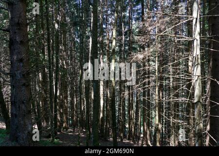 Kiefern im Wald mit trockenen Stämmen und Ästen. Wald mit einfallenden Sonnenstrahlen Stockfoto