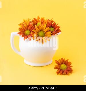 Chrysantheme Blumen in einem weißen Teekannen, bunte Blumen auf einem leuchtend orangefarbenen Hintergrund, einfaches Wohndekor-Konzept Stockfoto