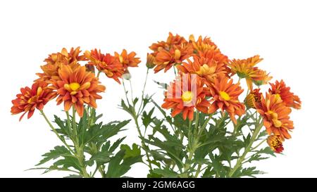 Leuchtend orange Chrysantheme Blumen, bunte Blumen, Garten Mütter oder chrysanthen in weißem Hintergrund, blühende Pflanze Stockfoto