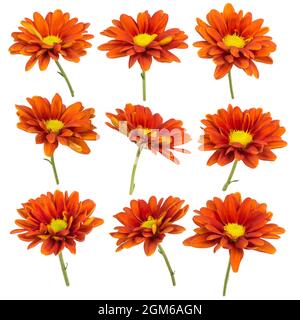 Set aus leuchtend orangefarbenen Chrysanthemen, verschiedenen Winkeln, isolierten Blumen, Gartenmums oder chrysanthen auf weißem Hintergrund Stockfoto