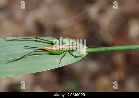 Kurze - winged Wiese Katydid, Conocephalus brevipennis, Weiblich Stockfoto