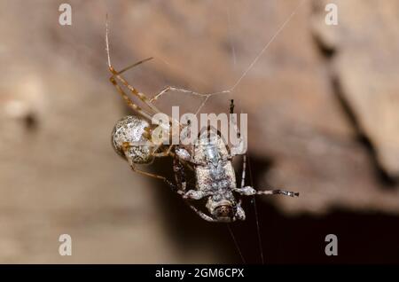 Common House Spider, Parasteatoda tepidariorum, Erfassung flacher Longhorn-Käfer, Unterfamilie Lamiinae, Beute Stockfoto