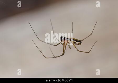 Sheetweb Spider, Unterfamilie Linyphyinae, männlich Stockfoto