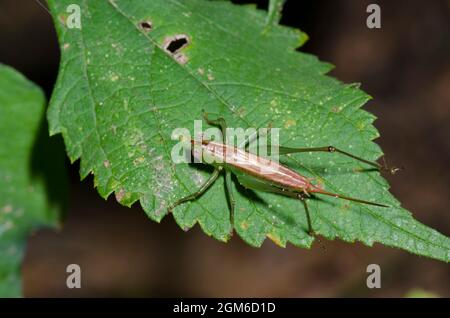 Kurze - winged Wiese Katydid, Conocephalus brevipennis, Weiblich Stockfoto