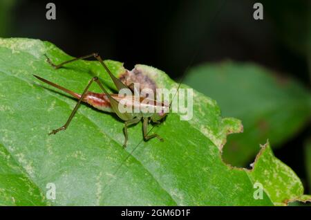 Kurze - winged Wiese Katydid, Conocephalus brevipennis, Weiblich Stockfoto