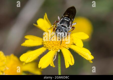 Kuckucksblatt-Cutter Biene, Coelioxys sp., Futter auf Gelben Niesen, Helenium amarum Stockfoto