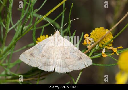 Vetch Looper Moth, Caenurgia chloropha, thront auf gelbem Sneezeeed, Helenium amarum Stockfoto