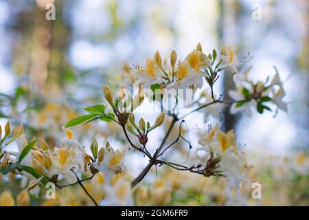 Nahaufnahme eines Blütenzweiges. Weiße und gelbe Blüten, Rhododendron-Nordlichter, in einem Wald. Bäume und blauer Himmel im Hintergrund. Stockfoto