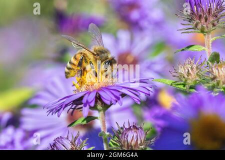 Honigbiene (APIs mellifera) auf einem Neuengland-Aster (Symphyotrichum novae-angliae) in Iowa Stockfoto