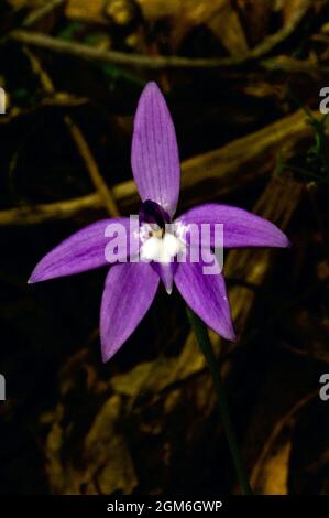 Eine Solitary Wax Lips Orchid (Glossodia Major), die ihre violette Schönheit im Hochkins Ridge Flora Reserve in Croydon North, Victoria, Australien, zeigt. Stockfoto