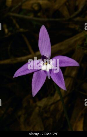 Eine Solitary Wax Lips Orchid (Glossodia Major), die ihre violette Schönheit im Hochkins Ridge Flora Reserve in Croydon North, Victoria, Australien, zeigt. Stockfoto