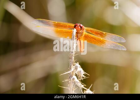 Flamme (Feuerwerkskörper) Skimmer Sonnenbaden auf einer Pflanze. Santa Clara County, Kalifornien, USA. Stockfoto