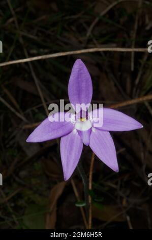 Eine Solitary Wax Lips Orchid (Glossodia Major), die ihren purpurnen Glanz im Hochkins Ridge Flora Reserve in Croydon North, Victoria, Australien, zeigt. Stockfoto