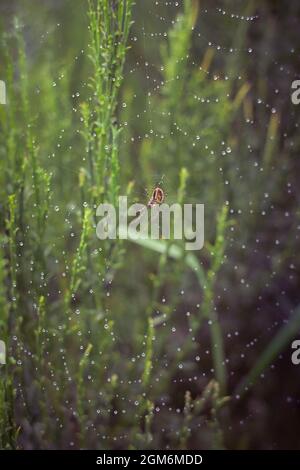 Die Spinne im Wald webt ihre starken Netze. spinnennetz im Tau. Stockfoto