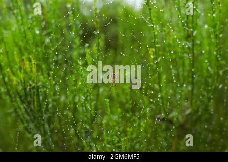 Die Spinne im Wald webt ihre starken Netze. spinnennetz im Tau. Stockfoto