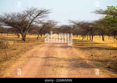 Schöne Sommerlandschaft von einer Straße und Bäumen im Mayureshwar Wildlife Sanctuary in Indien Stockfoto