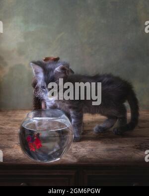 Kleine lustige Kätzchen und siamesische Fische im Aquarium Stockfoto