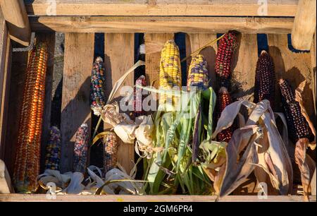 Hohendodeleben, Deutschland. September 2021. In einem Holzkorb auf dem Hof des Bauern Krainbring liegen Koben verschiedener Maissorten. Der junge Landwirt aus der Börde experimentiert mit Mais. Er erklärt seine Arbeit online mit Fotos, Videos und kurzen Texten. Und jetzt nutzt er diese Methode auch, um seinen Weg zum Verbraucher zu finden, zu Mais- und Popcorn-Liebhabern. Quelle: Klaus-Dietmar Gabbert/dpa-Zentralbild/dpa/Alamy Live News Stockfoto