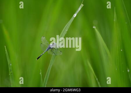 Naturhintergrund mit der Fliege auf Reispflanzenblättern mit Tau-Tropfen, die Fliege auf Blättern. fliege in der Natur. Wunderschöne natürliche Landschaft w Stockfoto