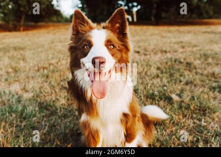 Portrait fröhlich rot Grenze Collie Hund gegen Wiese Stockfoto