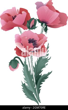 Bouquet von rosa Mohnblumen. Vektorgrafik auf weißem Hintergrund. Stock Vektor