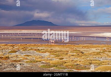 Panoramablick auf Flamingos Flamboyance grasen in Laguna Colorada oder die Rote Lagune in bolivianischen Altiplano, Bolivien, Südamerika Stockfoto