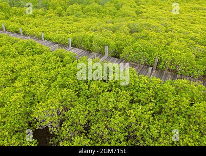 Beeindruckende Luftaufnahme eines leeren hölzernen Strandwalks zwischen dem angespornt Mangrovenwald in der Provinz Rayong in Thailand von Drone Stockfoto