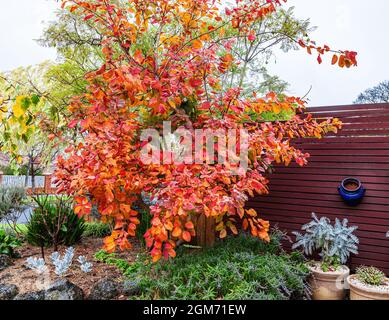 Der von Smokebush anmute Cotinus coggygria mit seinem farbenfrohen Herbstlaub ist ein Merkmal dieses Vorstadtgartens von Melbourne. Stockfoto