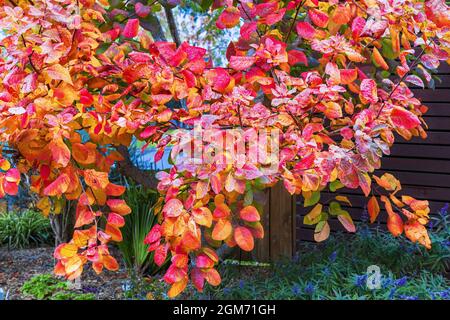 Der von Smokebush anmute Cotinus coggygria mit seinem farbenfrohen Herbstlaub ist ein Merkmal dieses Vorstadtgartens von Melbourne. Stockfoto