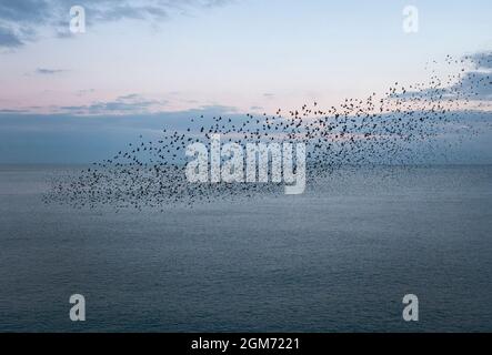 Eine abendliche Murmuration von Staren vor dem Strand in Brighton, East Sussex, Großbritannien Stockfoto