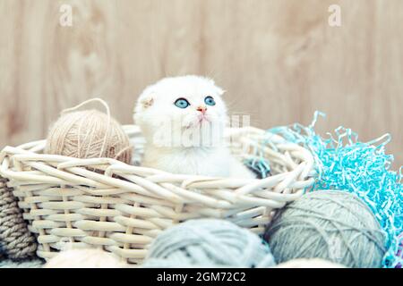 Lustige britische Kätzchen sitzen in einem Korb mit Kugeln aus Fäden. Stockfoto
