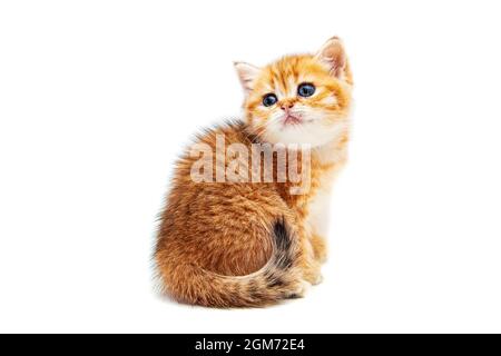 Lustige britische Kurzhaarkätzchen mit Ingwer. Isoliert auf Weiß. Stockfoto