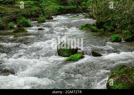 Wasserstrahl der Oirase-Schlucht in Aomori, Japan. Die Oirase Gorge ist im Sommer vor allem für ihr üppiges grünes Moos und ihre wilden Farne bekannt Stockfoto