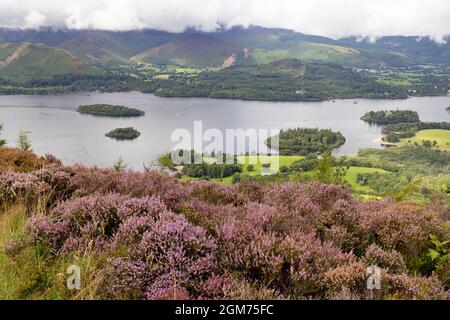 Lake District landscape - England countryside; Derwentwater lake in summer with heather in bloom, seen from Walla Crag, Cumbria UK Stockfoto