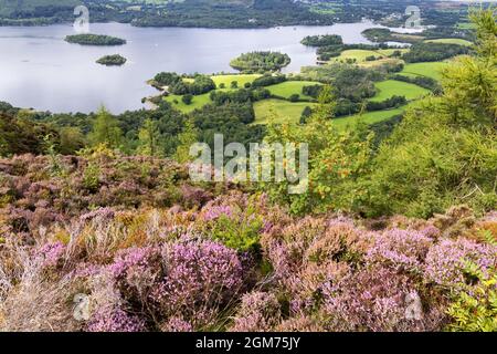 Lake District landscape - England countryside; Derwentwater lake in summer with heather in bloom, seen from Walla Crag, Cumbria UK Stockfoto
