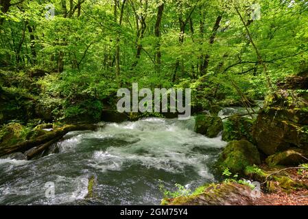 Wasserstrahl der Oirase-Schlucht in Aomori, Japan. Die Oirase Gorge ist im Sommer vor allem für ihr üppiges grünes Moos und ihre wilden Farne bekannt. Stockfoto