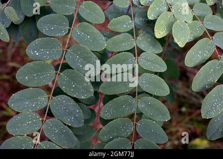 Robinia pseudoacacia, allgemein bekannt als Schwarze Heuschreckenblätter Stockfoto