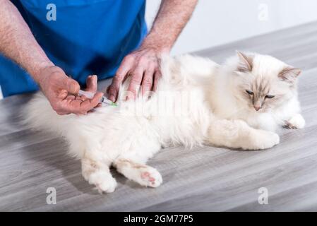 Tierarzt, der einer weißen heiligen Katze aus burma eine Injektion verabreicht Stockfoto