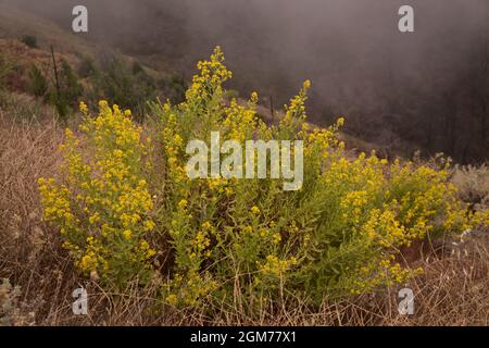 Flora von Gran Canaria - Dittrichia ccosa, falscher gelbkopf, natürlicher floraler Hintergrund Stockfoto