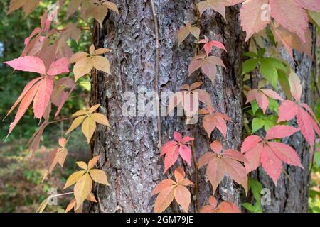 Parthenocissus quinquefolia, Virginia Creeper, Victoria Creeper, Five-leaved Efeu oder Five-Finger, Ist eine Art blühender Rebe Stockfoto