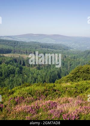 Blick über die Waldplantage vom Bats Castle Iron Age Hillfort im Dunster Park mit Dunkery Hill dahinter. Exmoor-Nationalpark, Somerset, England. Stockfoto